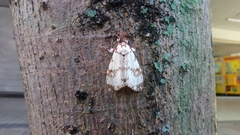 Lymantria mathura subpallida