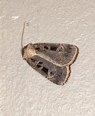 Pseudohermonassa tenuicula