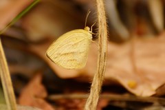 Eurema laeta