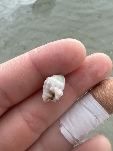 Vexillum cancellarioides observed 2025-02-23