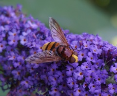 Volucella zonaria