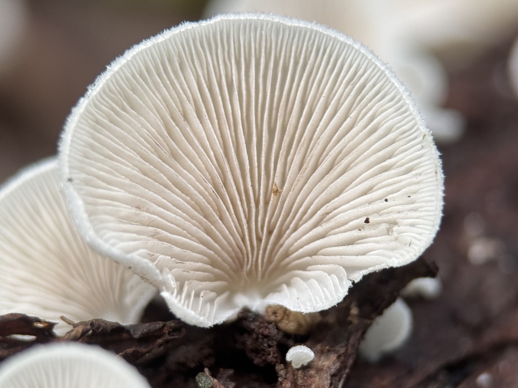 Clitopilus hobsonii · February 2025 · photo: © bealeiderman (iNaturalist, cc-by)
