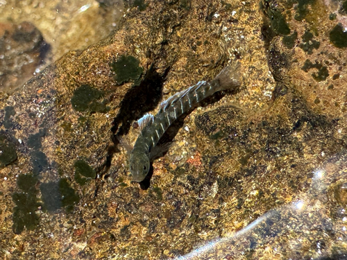 Fewscale goby (Kelloggella oligolepis) — Gobiidae — 4