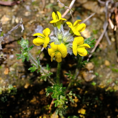 Lotononis involucrata