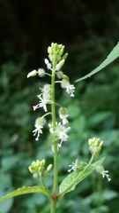 Circaea mollis