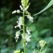 Circaea mollis - Photo (c) Daniel J. Layton, some rights reserved (CC BY), uploaded by Daniel J. Layton