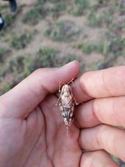 Leprus