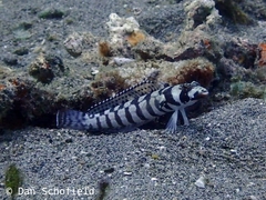 Parapercis tetracantha