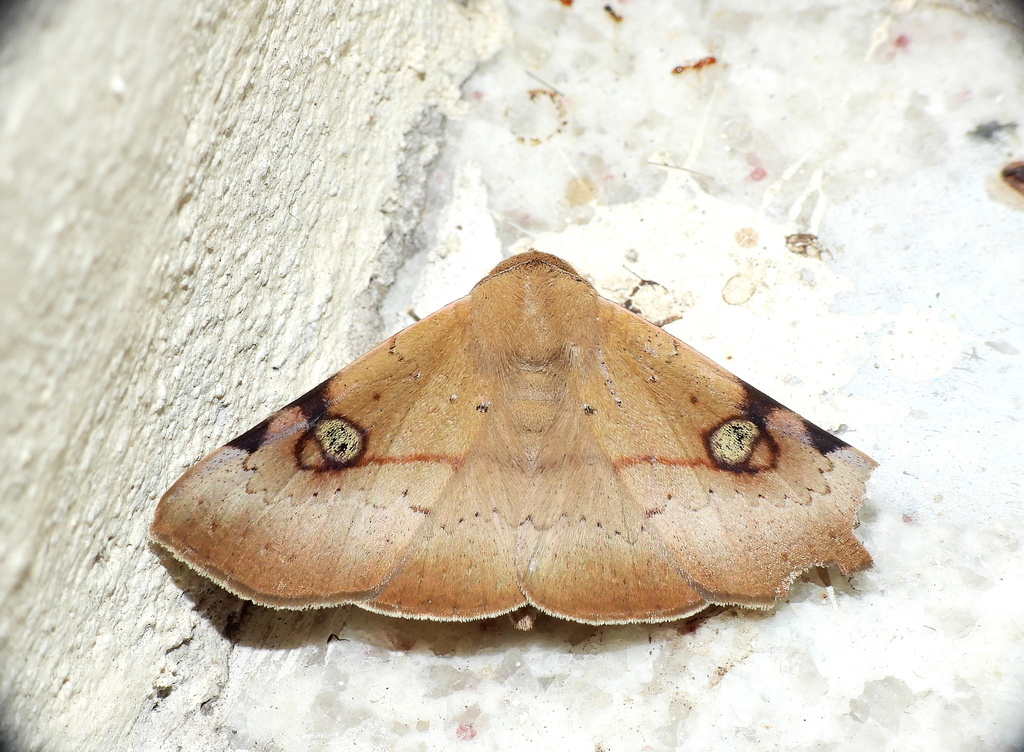 Obroatis negata