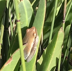 Hyperolius horstockii