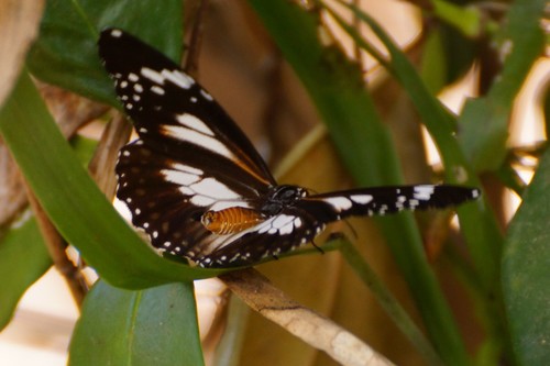 Swamp Tiger Butterfly photo 5