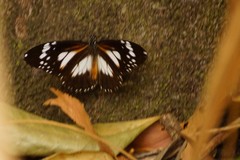 Danaus affinis affinis