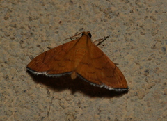 Hyalobathra