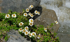 Celmisia bellidioides