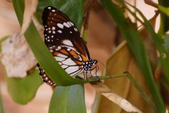 Danaus affinis affinis