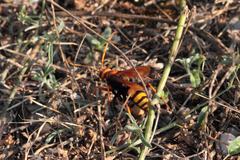 Cryptocheilus annulatus