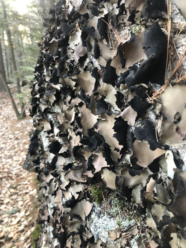 Smooth Rock Tripe