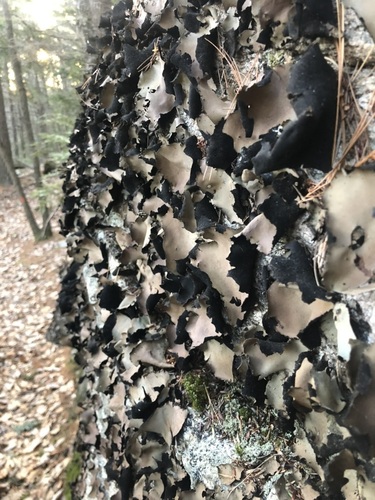 Smooth Rock Tripe