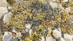 Fucus spiralis