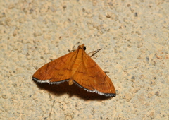 Hyalobathra