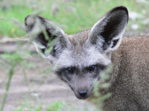 Otocyon megalotis