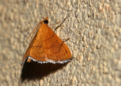 Hyalobathra