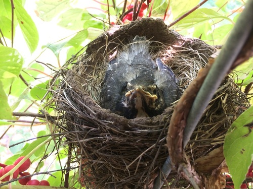 American Robin