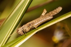 Macrolopholia