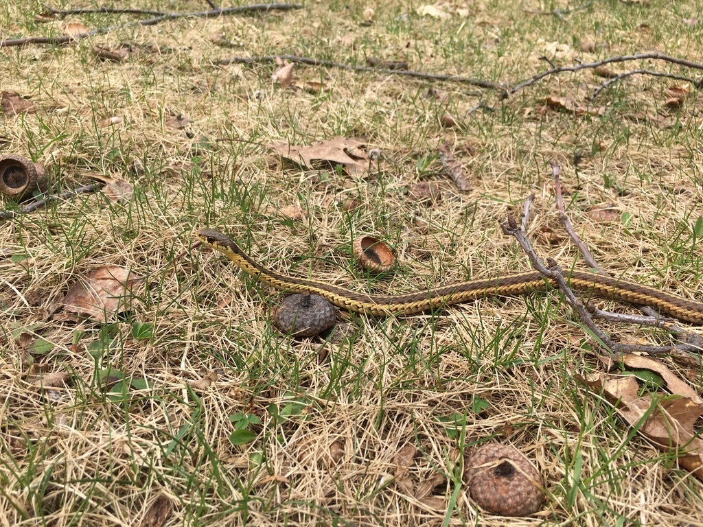 Common Garter Snake