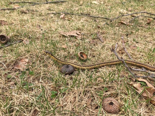 Common Garter Snake