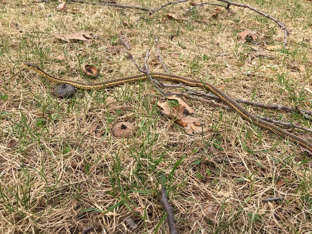 Common Garter Snake