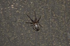 Araneus
