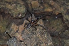 Araneus