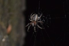 Araneus