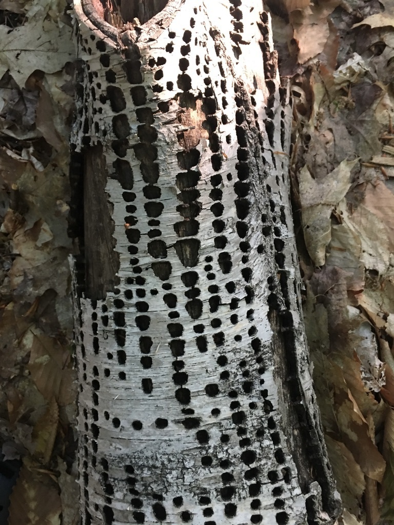 Yellow-bellied Sapsucker