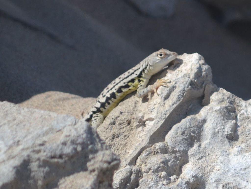 Theresia's Pacific Iguana
