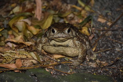 Bufo gargarizans