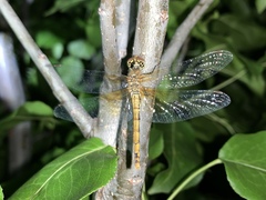 Sympetrum semicinctum