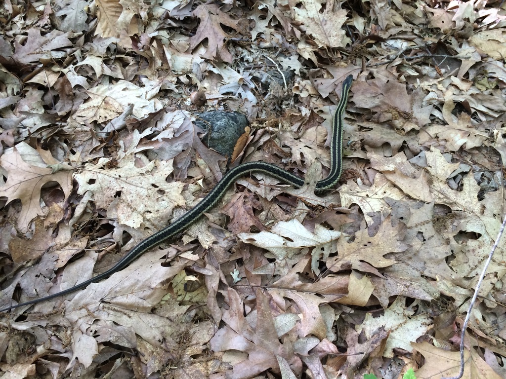 Common Garter Snake