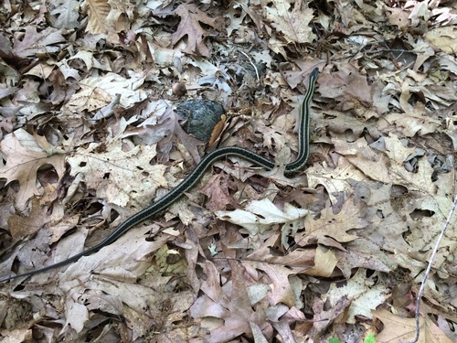 Common Garter Snake
