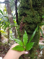 Malaxis seychellarum