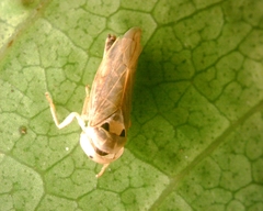 Idioscopus clypealis