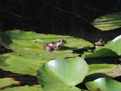 Lithobates catesbeianus