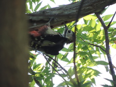 Dendrocopos major