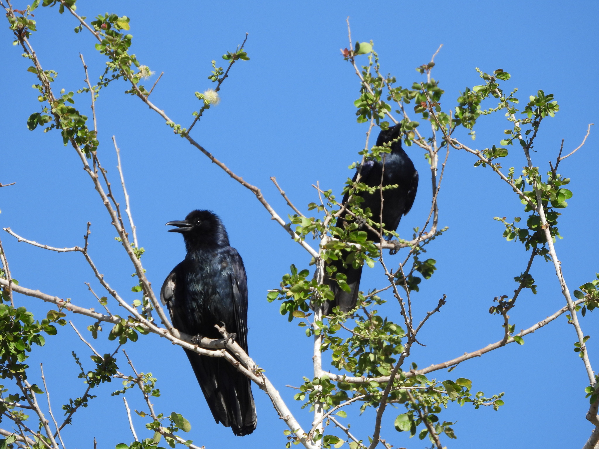 Sinaloa Crow (Corvus sinaloae), photo 5