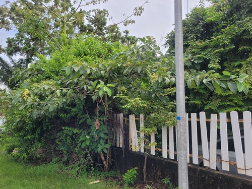 Cordia tetrandra observed 2025-01-25