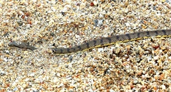 Cerberus schneiderii