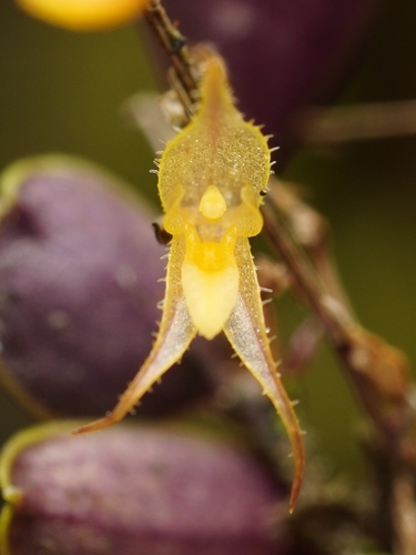 Gravendeelia chamaelepanthes