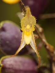 Gravendeelia chamaelepanthes