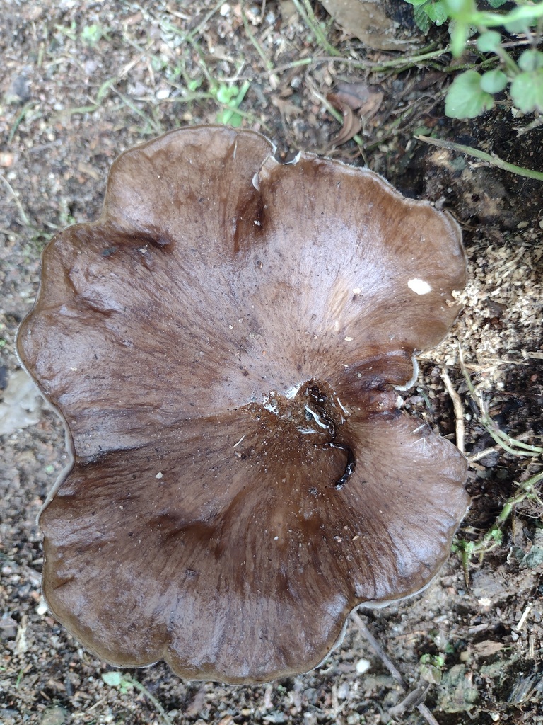 Bresadolia paradoxa · January 2025 · photo: © claricedorocinski (iNaturalist, cc-by)